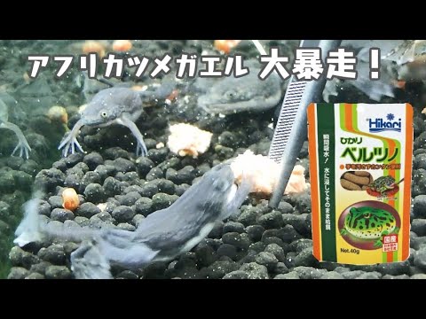 外来種】アフリカツメガエルにエサをあげるのは楽しすぎる。 - YouTube