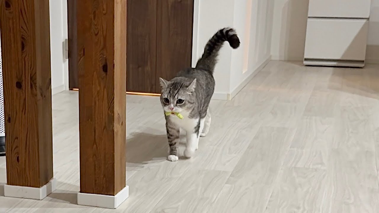 夜中におもちゃを引っ張り出しておねだりしてくる猫に困ってます…笑