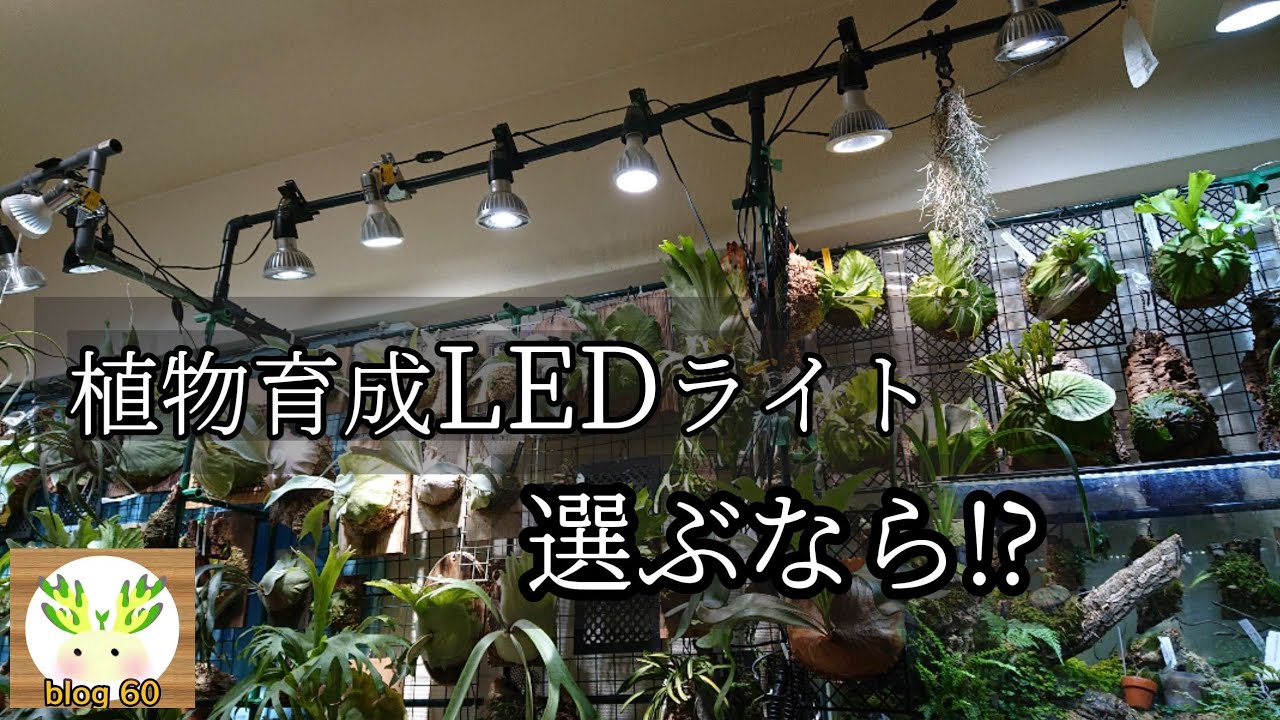 植物育成LEDライト】その光…まさに太陽🌱 - YouTube