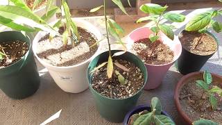 桃と柿と枇杷の実生苗 - YouTube