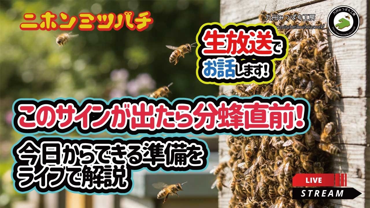 このサインが出たら分蜂直前！今日からできる準備をライブで解説