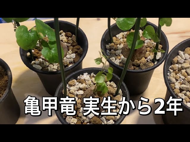 塊根植物 亀甲竜実生から2年 - YouTube