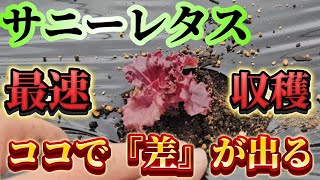 Sunny Lettuce] Be sure to check this when planting. Here is a