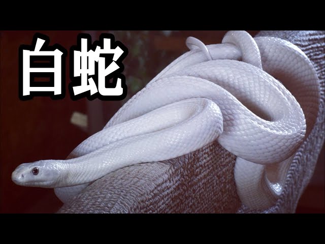 A beautiful white snake - YouTube