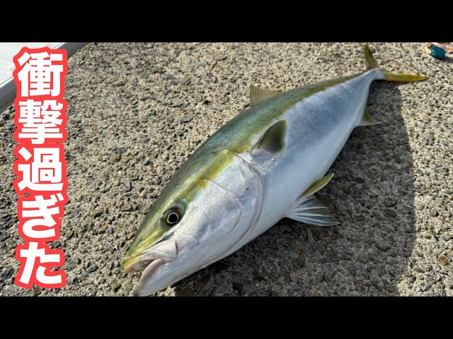 Shocking] Large bluefish caught one after another! The