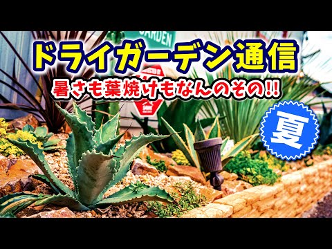 ドライガーデン】2022年夏のドライガーデン通信！！アガベやサボテンの