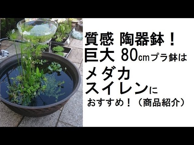 質感 陶器鉢 ！巨大な80cmプラ鉢はメダカやスイレンにおすすめ