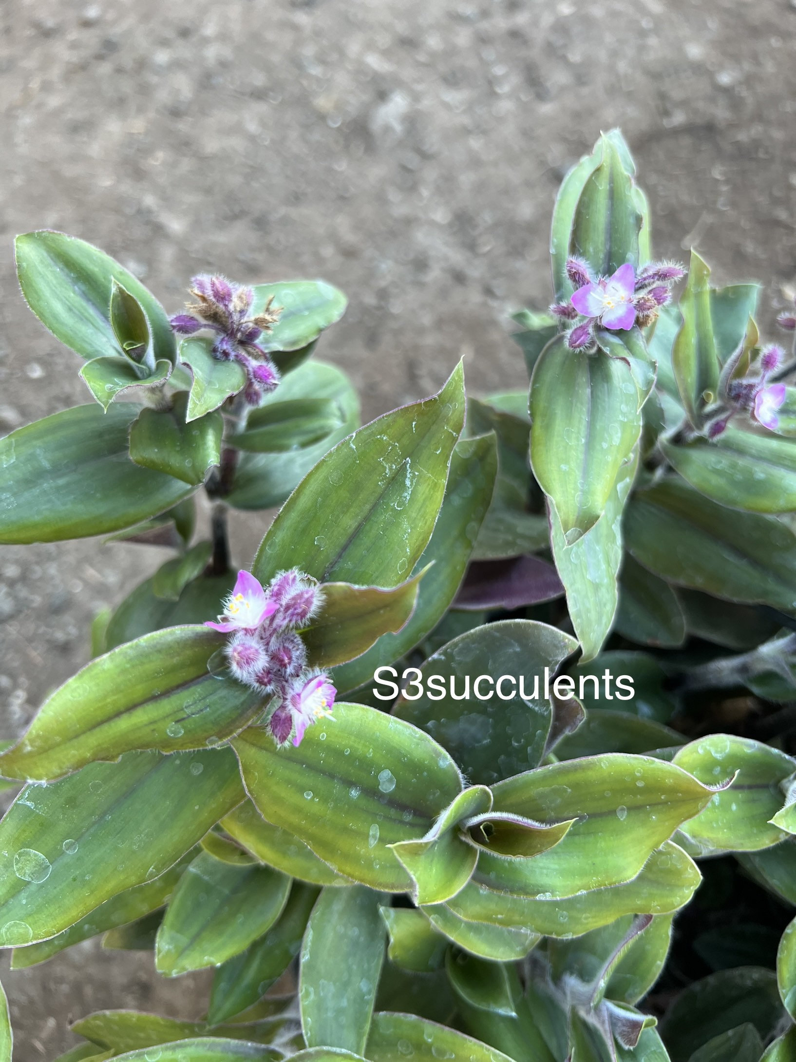 Red Hill Tradescantia - Etsy