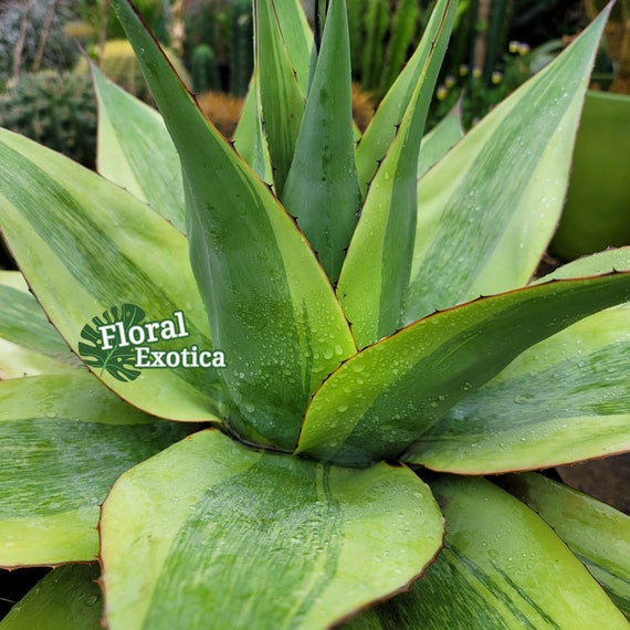 Variegated Ovatifolia 