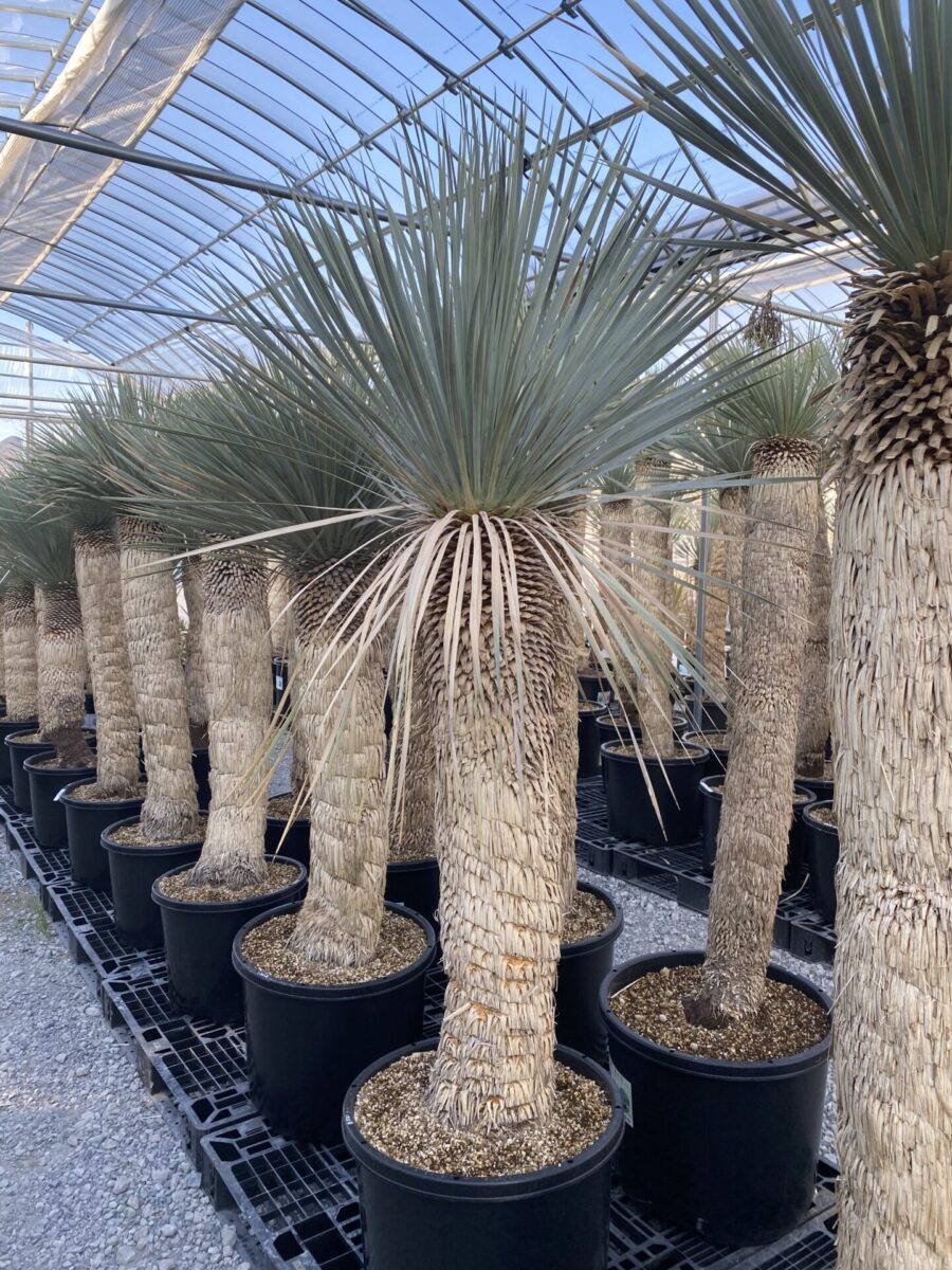 ユッカ ロストラータ - 観葉植物・インテリアグリーン専門ショップ