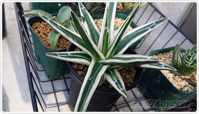 アガベ「氷山」に待望のBabyが誕生！ だけど、すごくスロー