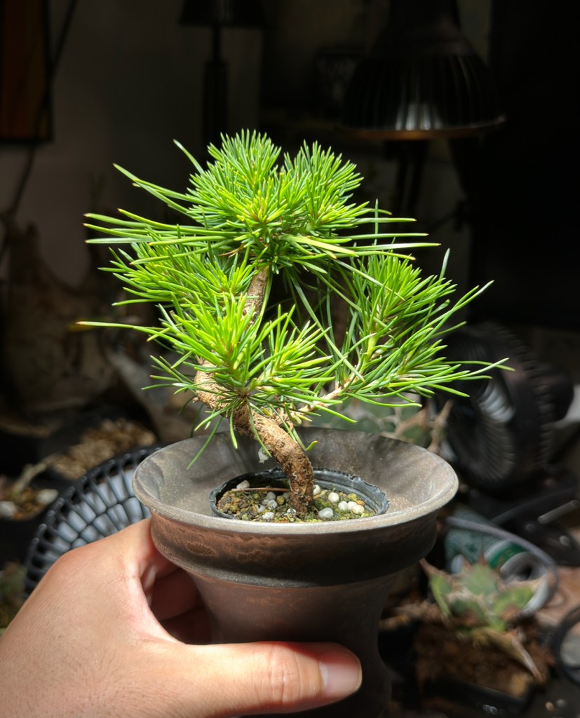 盆栽】松 三河黒松 育成のすすめ 成長記録と育て方 | BOTANICAL ZONE