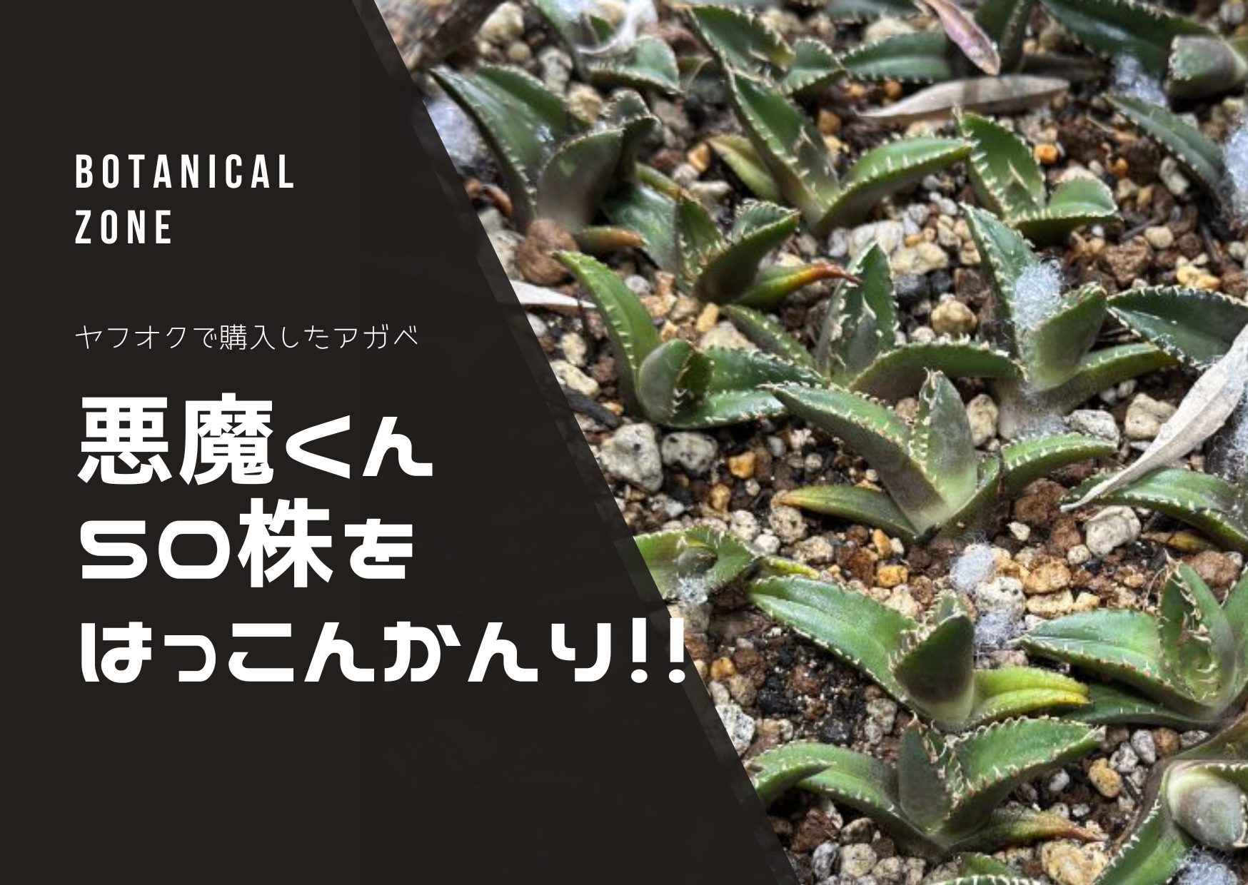 ヤフオクで買ったアガベ悪魔くん50株！発根管理記録を公開 | BOTANICAL