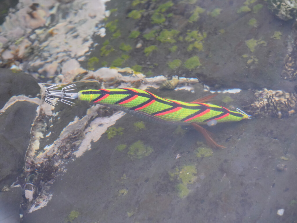 林釣漁具製作所の新しい桐製のエギ「飛猿/トビザル」は、なぜ