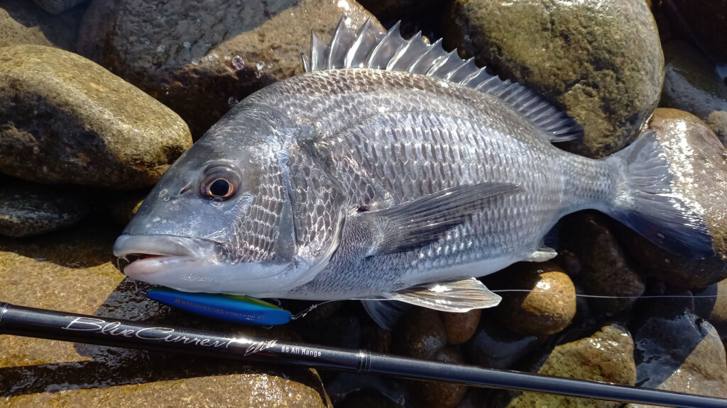 発売迫る！】1本で何魚種狙える？ヤマガブランクスの2024年新製品