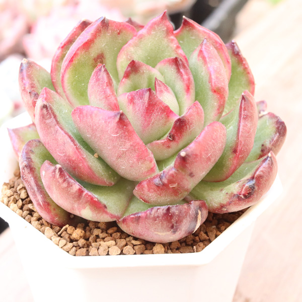 プリリンゼアナ錦 | E-TANIKU（イータニク）