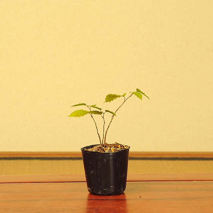 ミニ盆栽の育て方 アカシデ 赤四手 - 水の流れる盆栽キット「盆水」 bonsui