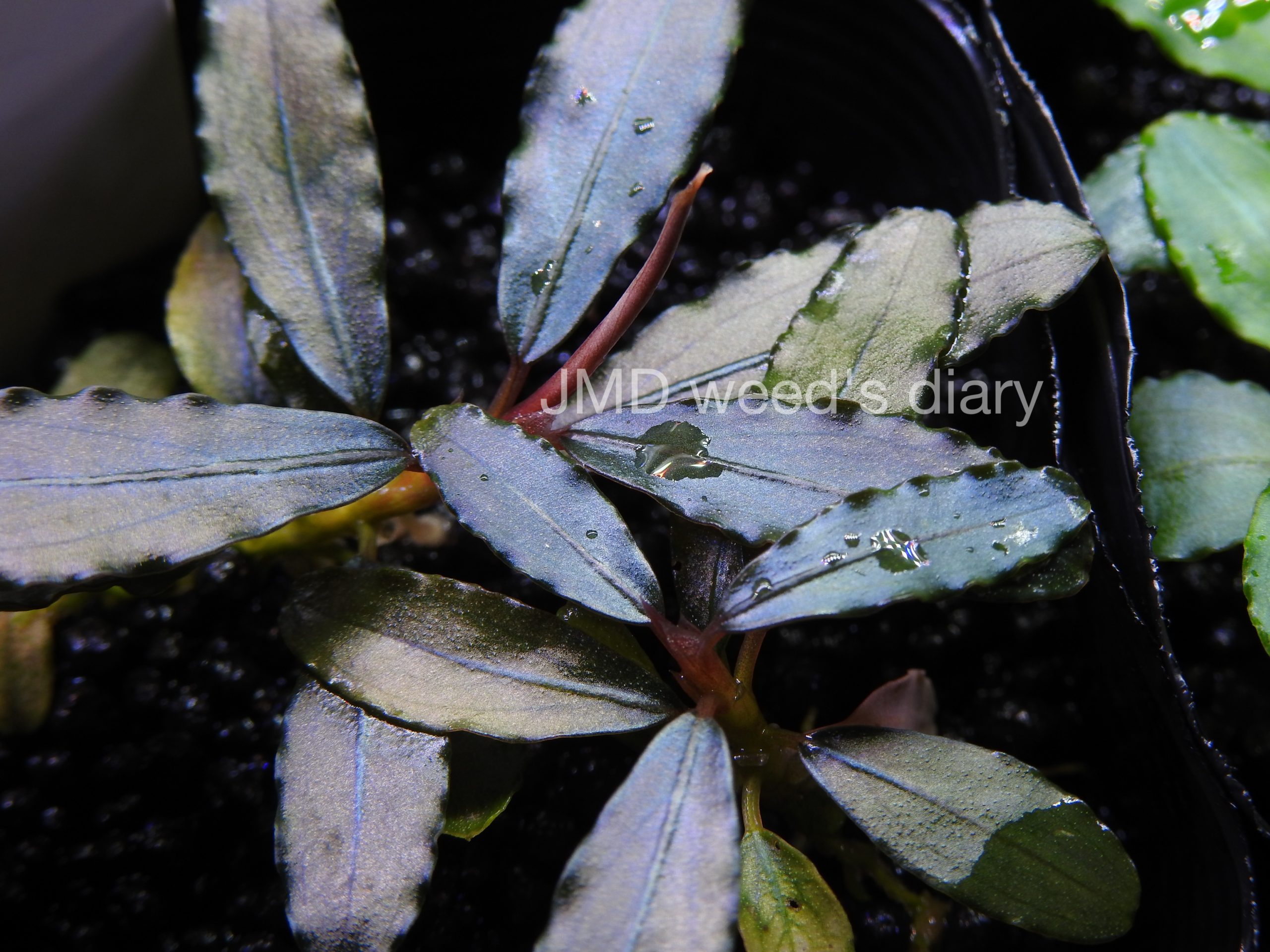ブセファランドラsp.オーロラ❣️Bucephalandra sp.aurora KN便 銀葉の