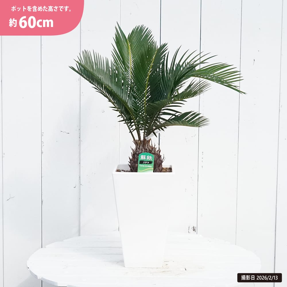 ソテツ の特徴と育て方 | 苗木部の部室 〜苗木、育てよう〜 By 花