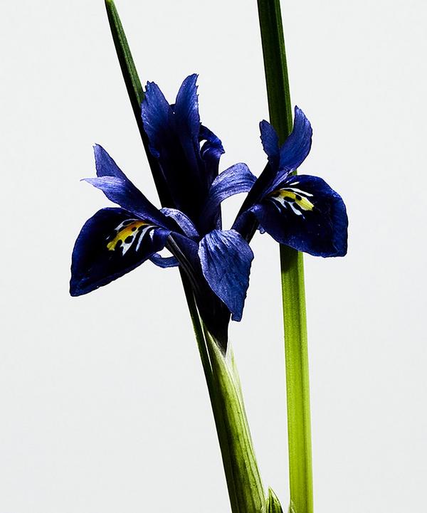 Loewe Amanece la Bella Cibeles Eau de Parfum 100ml | Liberty