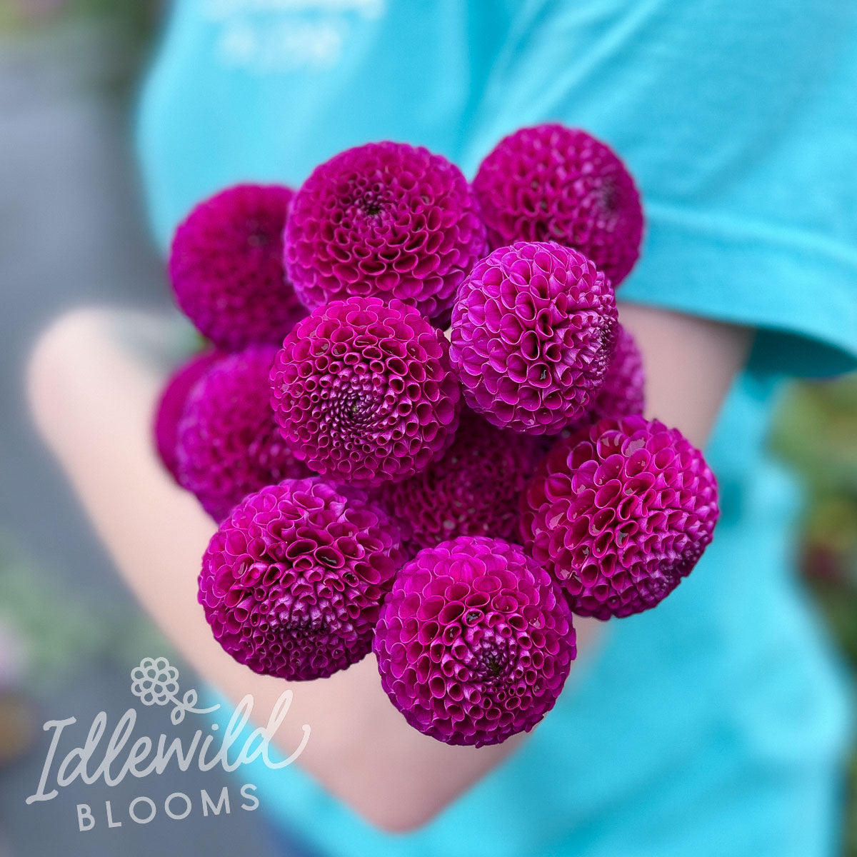 Pink Pearl Dahlia Tuber | Pink Pearl Flower Photo & Information