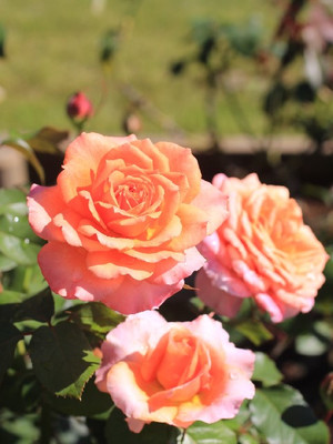 複色・覆輪系のばら: 生田緑地ばら苑 公式ブログ