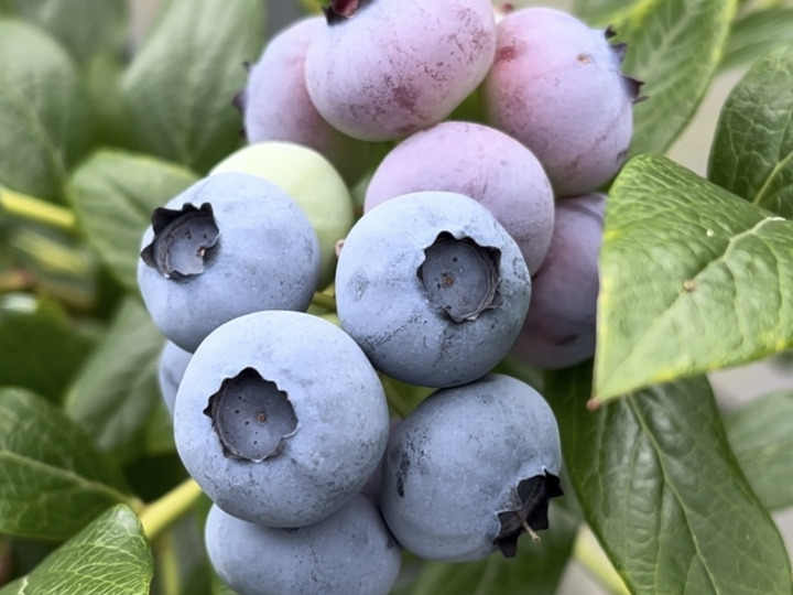 パクパクが止まらない！養液栽培で育てた『極旨ブルーベリー』1kg