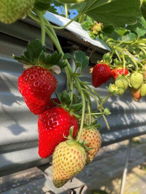 兵庫県の「2月開催」のいちご狩りスポット | いちご狩り特集2026