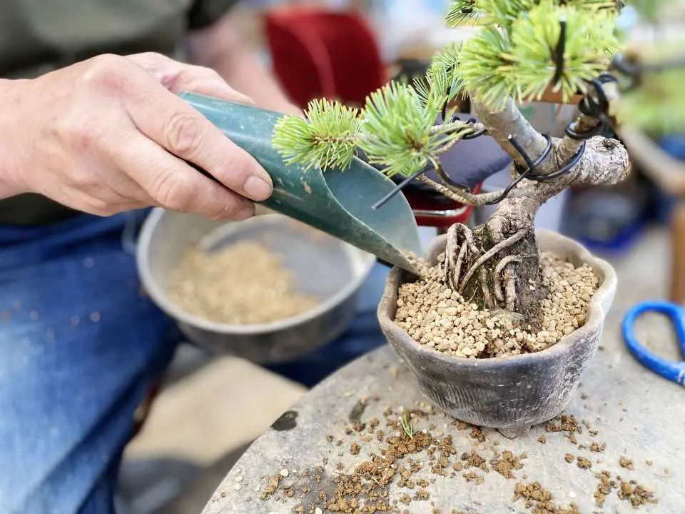 松の盆栽作りと日本の美意識に触れる旅 - KKday