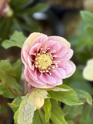 加藤農園さんのクリスマスローズ | グリーンホビー