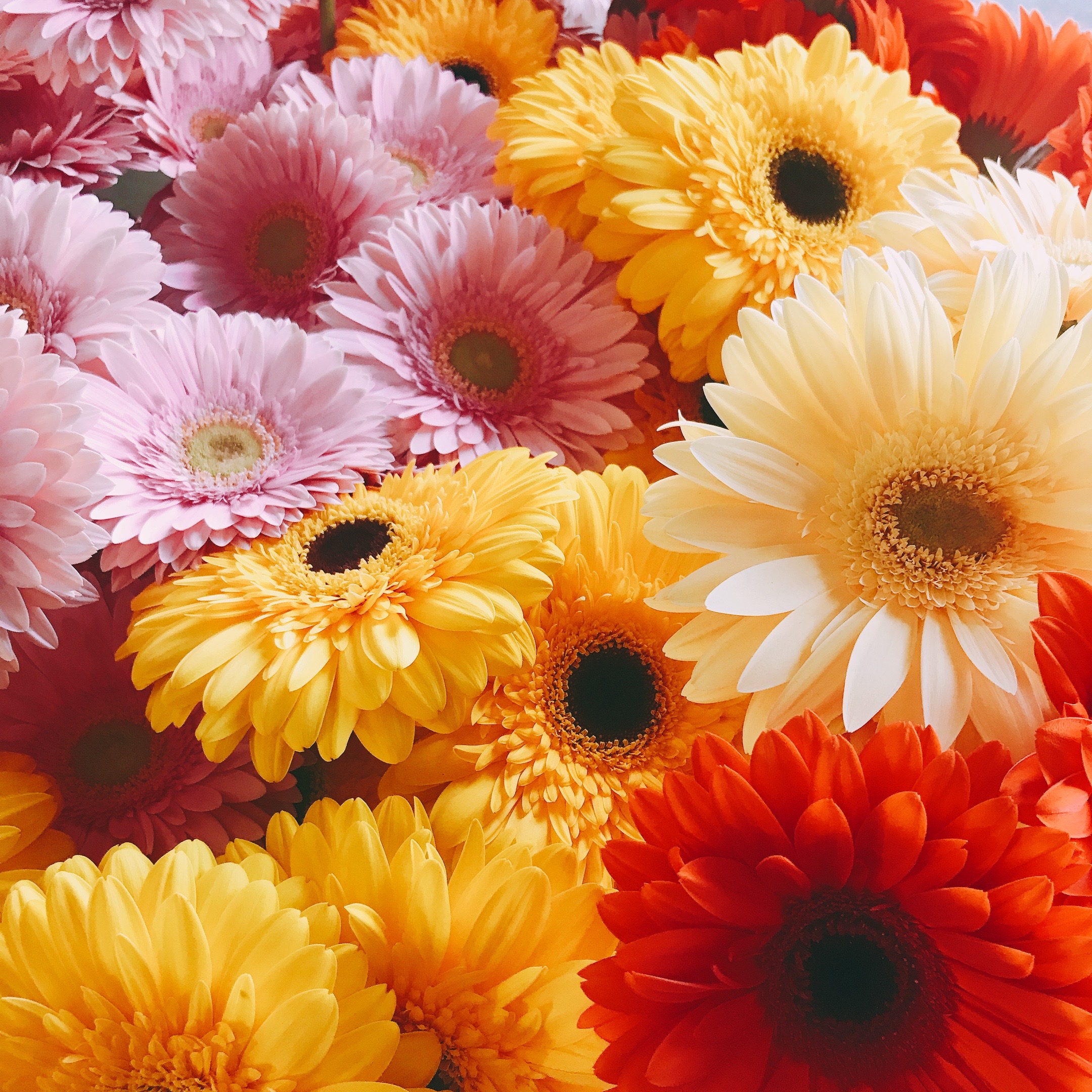 ガーベラ花束ギフト (ミニ30本おまかせ) | 農産物直売所どろや