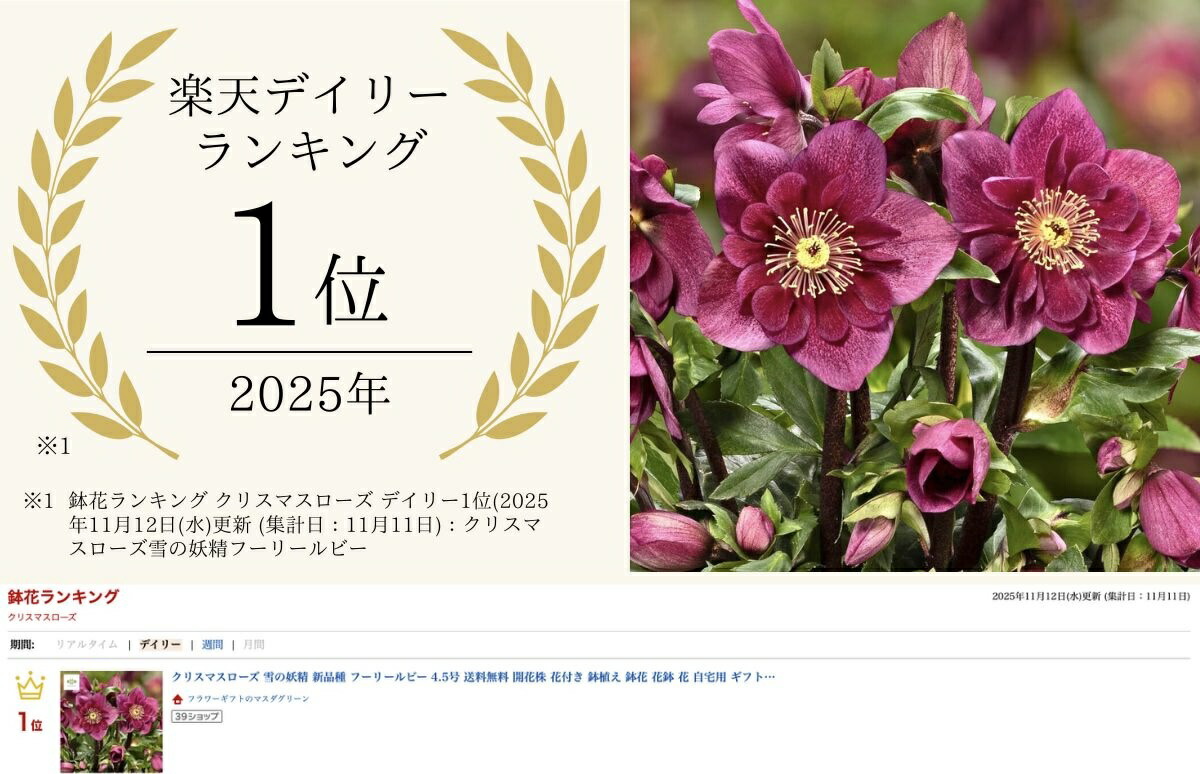 楽天市場】クリスマスローズ 雪の妖精 新品種 フーリールビー 4.5号