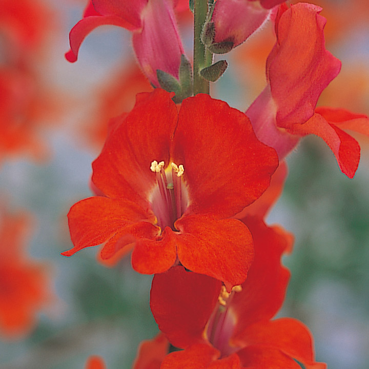 楽天市場】花 種 桔梗 F1ポップスターピンク タキイ種苗 プロ向け 家庭