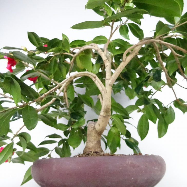 楽天市場】盆栽 椿 藪椿 樹高 上下 約45cm つばき Camellia japonica