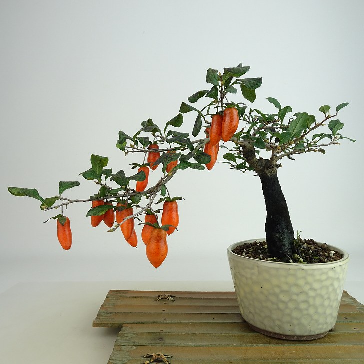 楽天市場】盆栽 老爺柿 福平 樹高 約18cm ろうやがき Diospyros