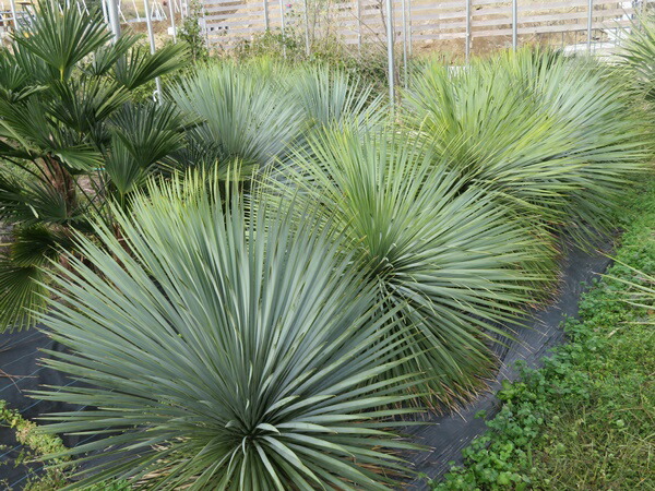 楽天市場】ユッカ ロストラータ 5号鉢 苗木【h34】 : 千草園芸