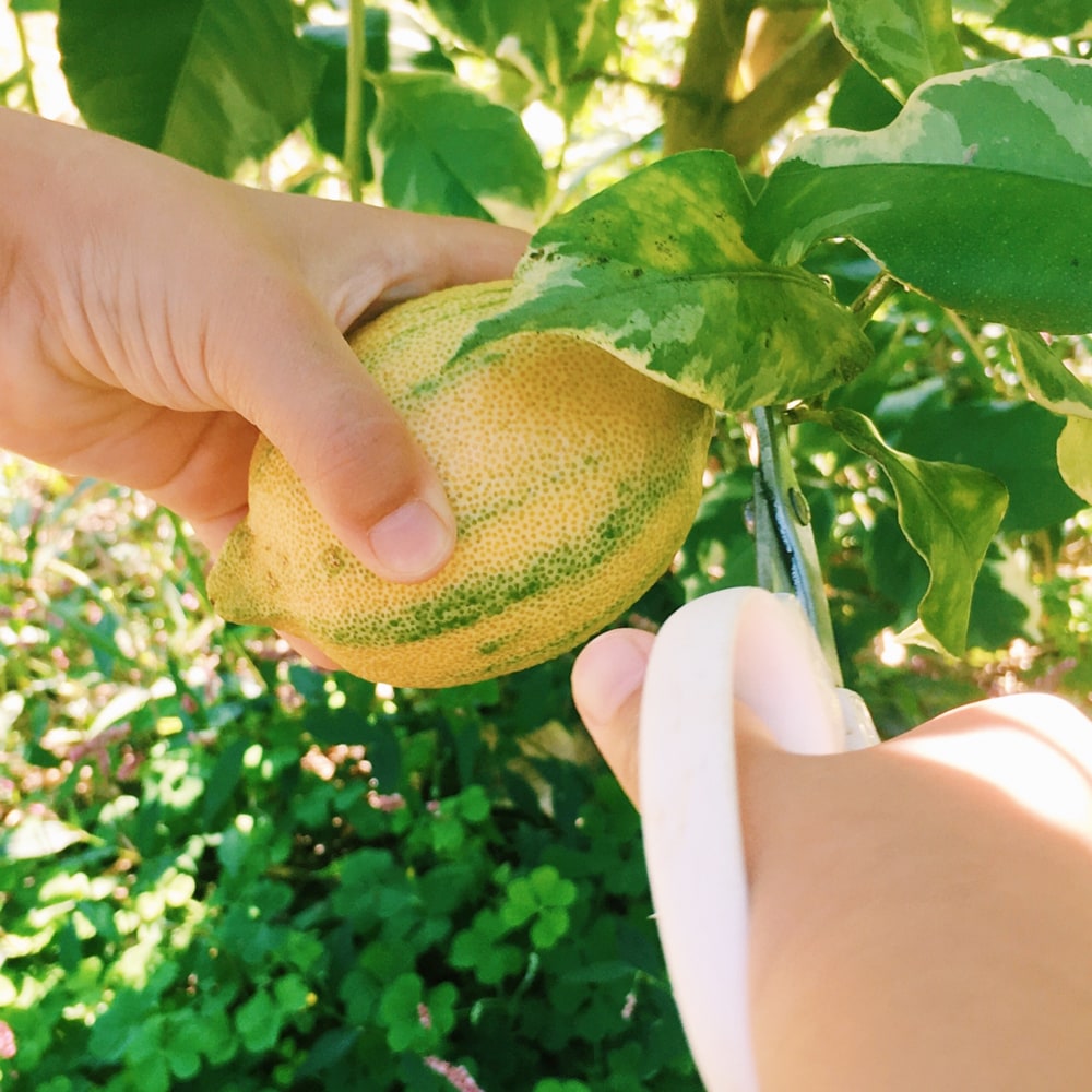 楽天市場】斑入りレモンの木 【ピンクレモネード】 3年生 接木大苗