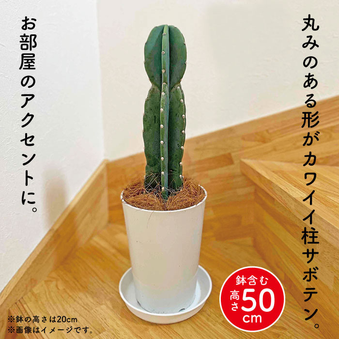 楽天市場】とげなしサボテン 柱サボテン 2段になった1本立ち【高さ約