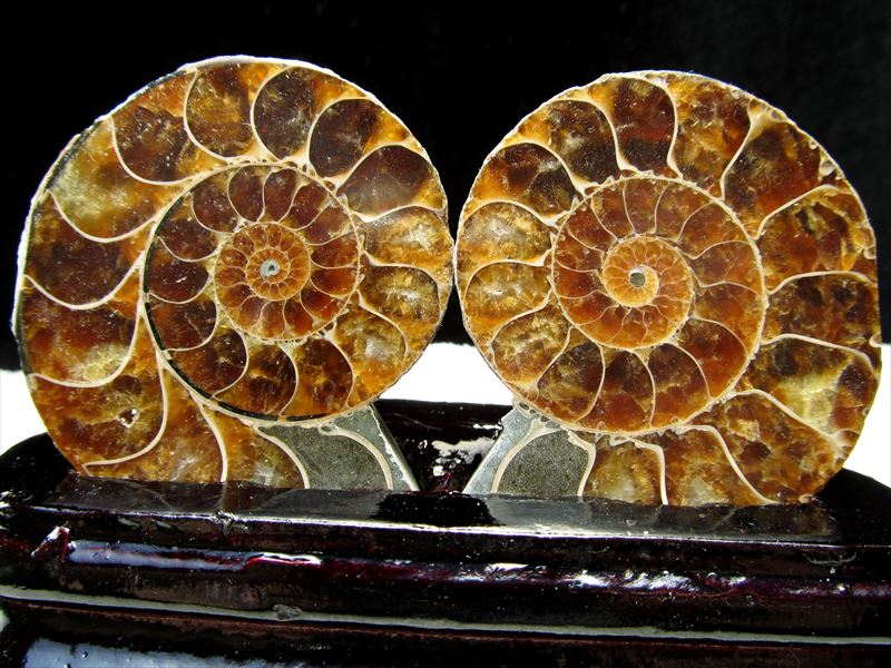 台座付き2枚セット アンモナイト スライス化石 専用木製台座付き 約80g