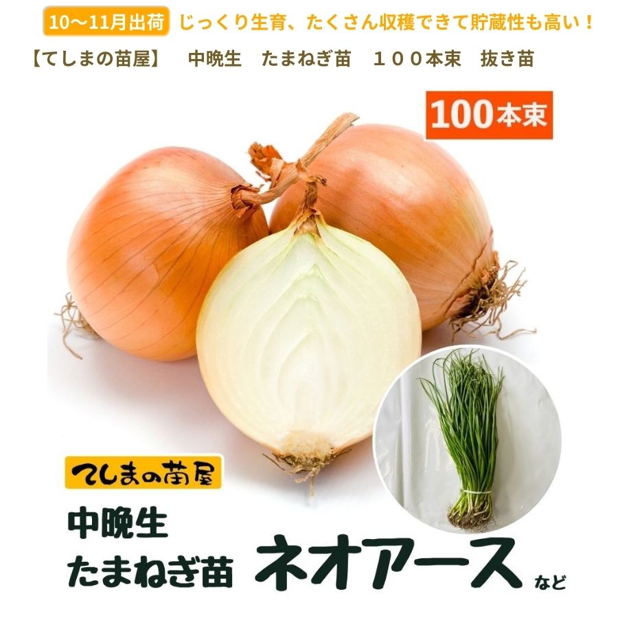 中晩成 たまねぎ苗 抜き苗 約100本束 ネオアース 11月上旬～発送