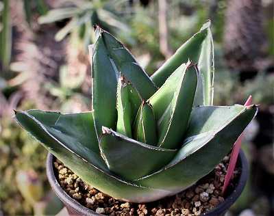 アガベ・ビクトリアレジーナ（笹の雪）色々 | ☆ガマンマの ニク・サボ