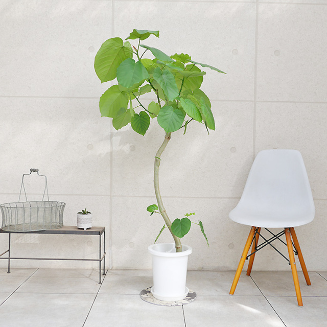 フィカス・ウンベラータ 8号鉢 観葉植物と植木鉢の専門店cocolate