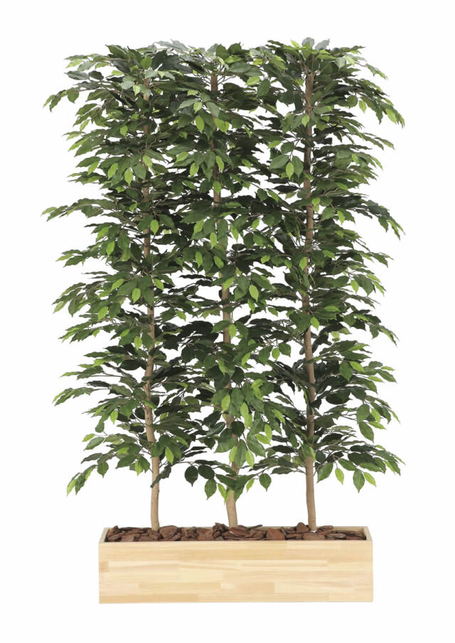 光触媒 光の楽園 コーヒーツリー 高さ 1.8m 【インテリア フェイク