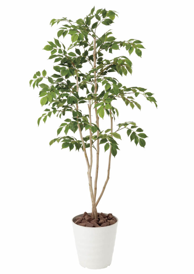 光触媒 光の楽園 ナチュラルトラベラーズパーム1.6【インテリア