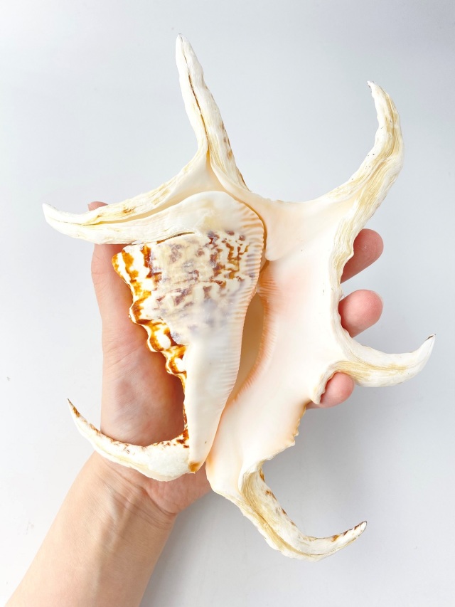 スイジガイ(水字貝)特大【22cm前後/1個】En: Lambis chiragra (size