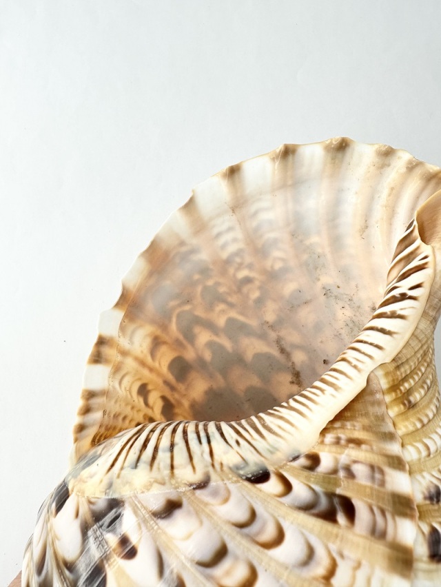 ホラガイ B品【27cm前後/1個】法螺貝