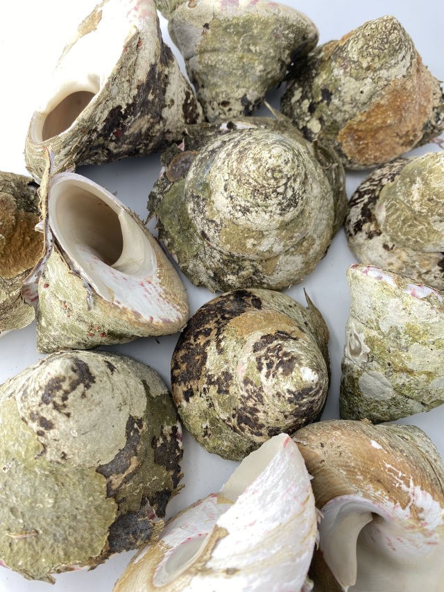 タカセガイ原貝 詰め合わせ（ミックスサイズ）200g～500g程度の