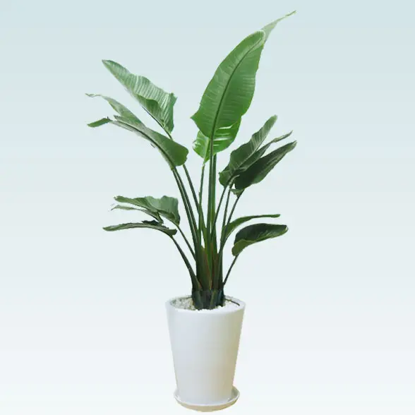 ストレリチア・オーガスタ（陶器鉢、ラウンドタイプ白色）Lサイズ/観葉