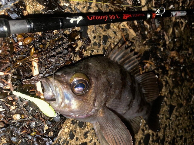 ツララ フライテクス グルーヴィ66C 【シーバスルアー専門店 キング