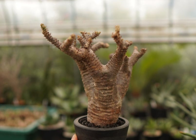 パキポディウム マカイエンセ | mana's farm:塊根植物・アガベ・ドライ